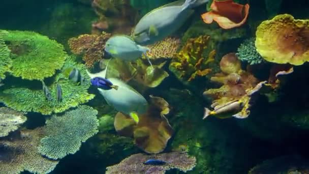 Monde sous-marin, de nombreux récifs coralliens de poissons multicolores — Video