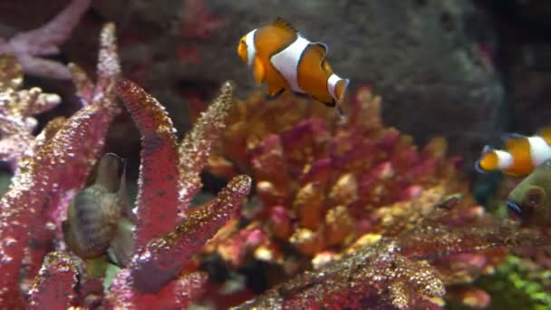 Monde sous-marin, de nombreux récifs coralliens de poissons multicolores. Poisson-clown ou anémone — Video