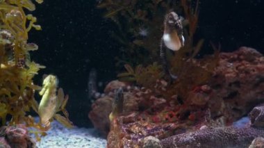 sualtı dünyası, pek çok çok renkli balık mercan kayalıkları. Denizatı