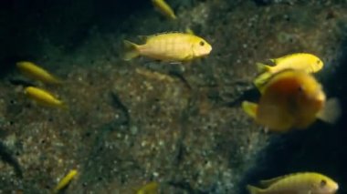 sualtı dünyası, pek çok çok renkli balık mercan resifleri.