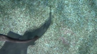 sualtı dünyasını, köpekbalıkları yüzme sualtı, yakın çekim. yukarıdan görüntülemek.