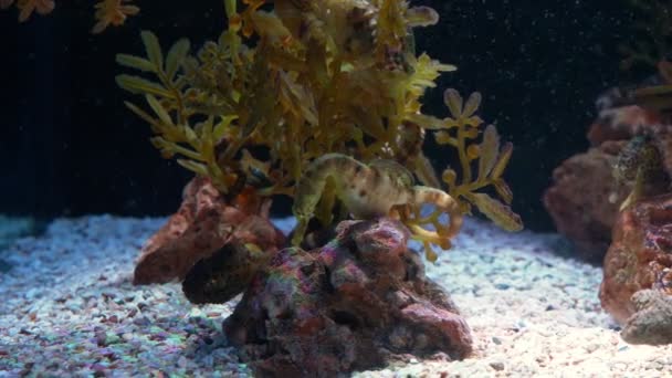 Подводный мир, много разноцветных рыбных коралловых рифов. Морские лошади — стоковое видео