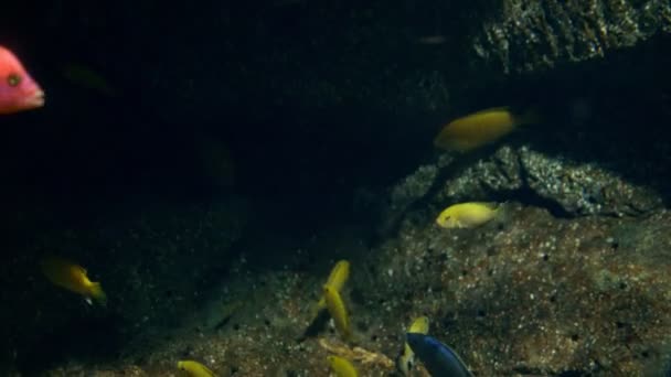 Monde sous-marin, de nombreux récifs coralliens de poissons multicolores — Video