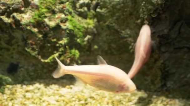 Mundo submarino, muchos arrecifes de coral de peces multicolores — Vídeo de stock