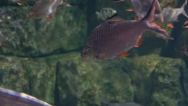 水中の世界、多くのマルチ色の魚のサンゴ礁 — ストック動画