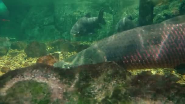 Подводный мир, гигантские рыбы плавают под водой, склон, щука, арапаима — стоковое видео
