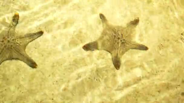 Подводный мир, морские звезды под чистой водой в мелководье под лучами солнца — стоковое видео