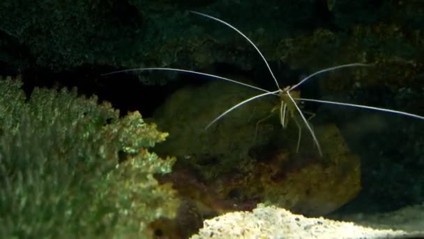 Mondo sottomarino, primo piano di gamberetti, tra coralli e pesci della barriera corallina — Video Stock