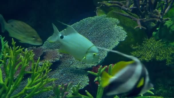 Mundo submarino, muchos arrecifes de coral de peces multicolores — Vídeo de stock