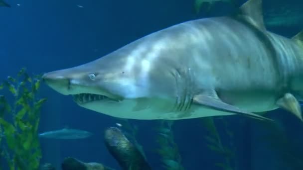 水中の世界、水中に泳ぐサメ。クローズ アップ — ストック動画