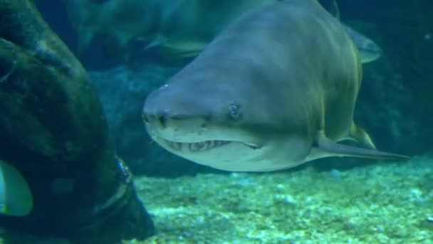 Mundo submarino, tiburones nadando bajo el agua. primer plano — Vídeos de Stock