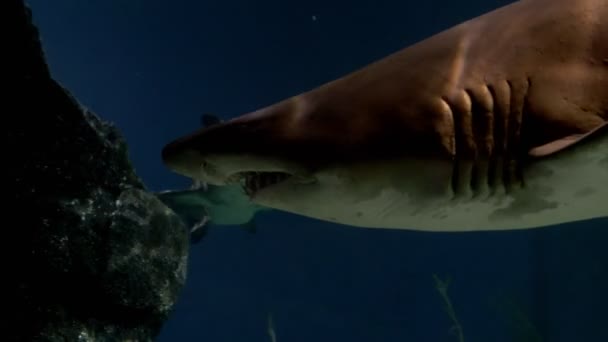 Mondo sottomarino, squali che nuotano sott'acqua. primo piano — Video Stock