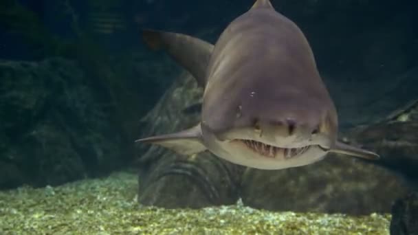 Mundo submarino, tiburones nadando bajo el agua. primer plano — Vídeo de stock