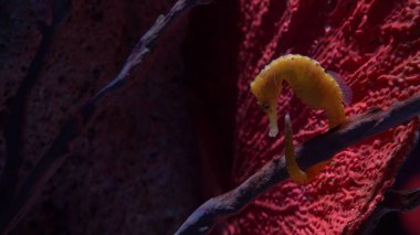 sualtı dünyası, pek çok çok renkli balık mercan kayalıkları. Denizatı