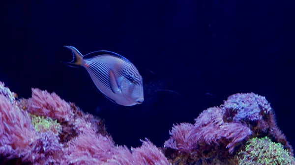 Monde sous-marin, de nombreux récifs coralliens de poissons multicolores — Photo