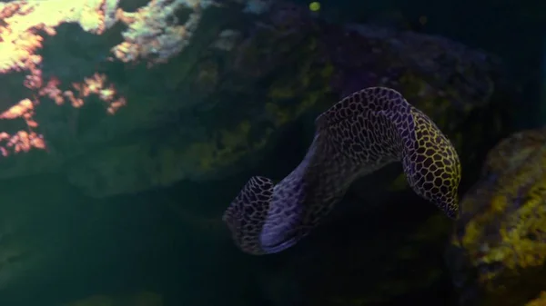 Mundo submarino, muchos arrecifes de coral de peces multicolores, anguilas de Moray, o Muraenidae — Foto de Stock