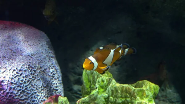 Unterwasserwelt, viele bunte Fischkorallenriffe. Clownfische oder Anemonenfische — Stockfoto