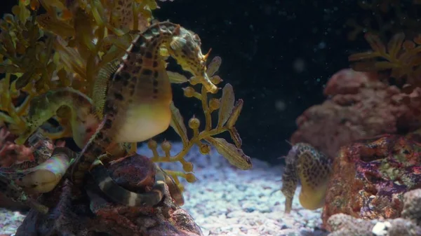 Monde sous-marin, de nombreux récifs coralliens de poissons multicolores. Hippocampes — Photo