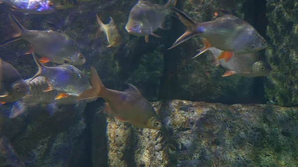 Sualtı dünyası, pek çok çok renkli balık mercan resifleri — Stok fotoğraf