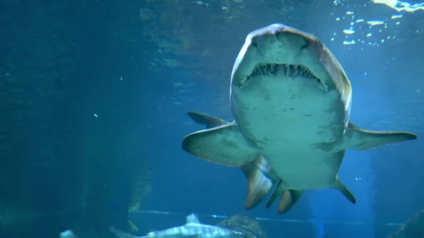Undervattensvärlden, hajar simmar under vattnet. närbild rovdjur — Stockfoto