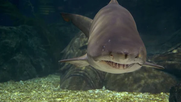 underwater world, sharks swimming underwater. close-up predators