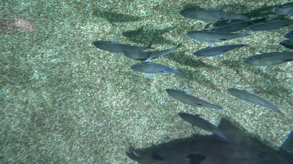 Sualtı dünyasını, köpekbalıkları yüzme sualtı, yakın çekim. yukarıdan görüntülemek. — Stok fotoğraf