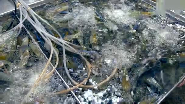 Marché traditionnel thaïlandais des fruits de mer, avec des fruits de mer frais — Video