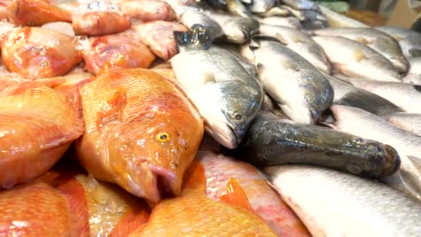 伝統的なタイの海の食品市場 新鮮な魚介類 — ストック動画