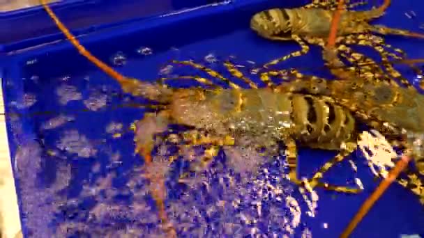 Marché traditionnel thaïlandais des fruits de mer, avec des fruits de mer frais — Video