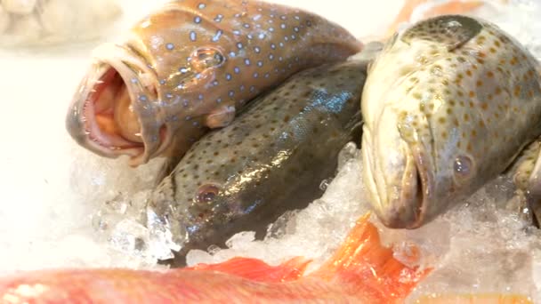 Traditioneller thailändischer Markt für Meeresfrüchte mit frischen Meeresfrüchten — Stockvideo