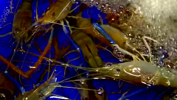 Marché traditionnel thaïlandais des fruits de mer, avec des fruits de mer frais — Video