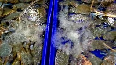 Taze deniz ürünleri ile geleneksel Tay deniz gıda pazarı