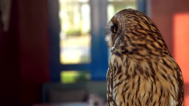 Hibou tout près. hibou comme un animal de compagnie contre la fenêtre — Video