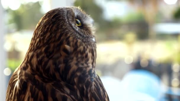 Hibou tout près. hibou comme un animal de compagnie contre la fenêtre — Video