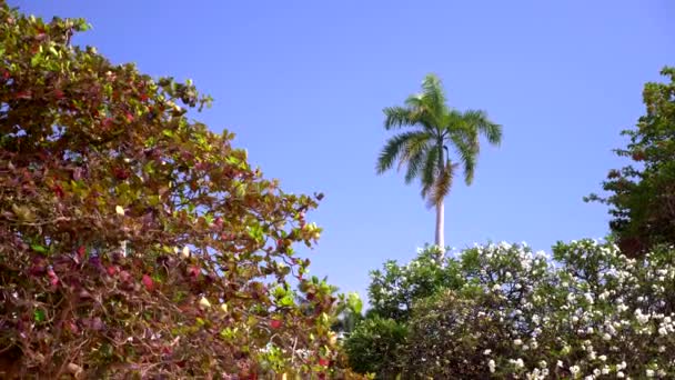 Árboles Con Flores Tropicales Palmeras Contra Cielo Azul Espacio Copia — Vídeos de Stock