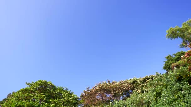 热带开花的树木和棕榈树对蓝天。复制空间 — 图库视频影像