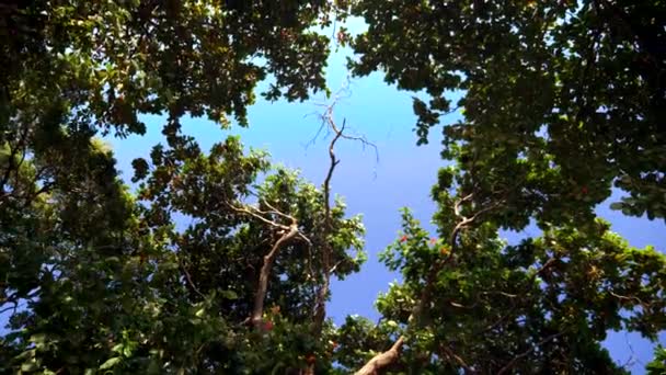 Тропічні квітучі дерева на тлі блакитного неба. копіювання простору — стокове відео