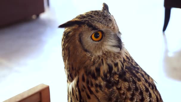 Horned owl close up. eagle owl as a pet — Stock Video