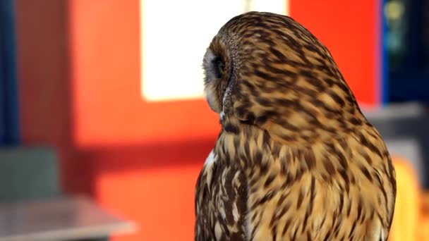 Hibou tout près. hibou comme un animal de compagnie contre la fenêtre — Video