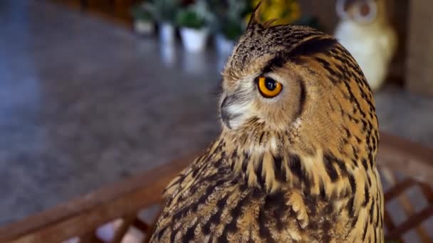 Hibou cornu de près. hibou aigle comme un animal de compagnie — Video