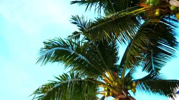 Pojęcie odpoczynku. Piękne palmy kokosowe przeciw błękitne niebo. Widok z dołu — Wideo stockowe
