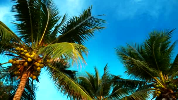 Het concept van de rest. Mooie coconut palmbomen tegen de blauwe hemel. Onderaanzicht — Stockvideo