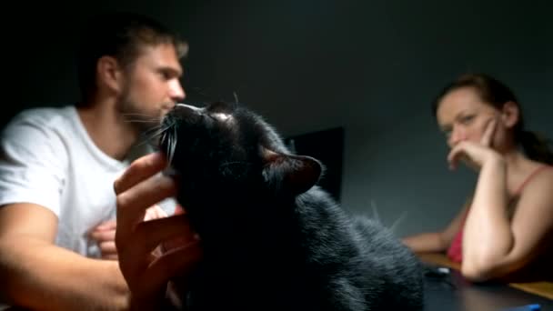 El gato negro está descansando en el escritorio de los propietarios en la sala de trabajo, el propietario acaricia al gato mientras trabaja en la mesa en el ordenador — Vídeo de stock