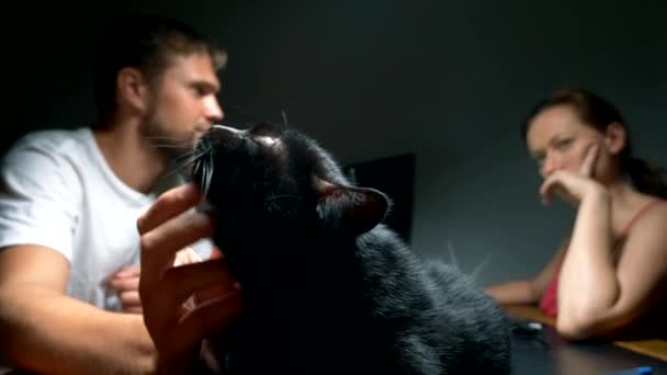 The black cat is resting on the owners desk in the workroom, the owner caresses the cat while working at the table at the computer — Stock Video