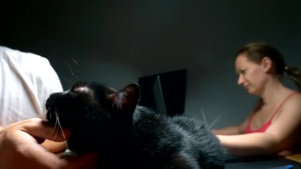 黒猫は休憩、ワークルームで所有者の机の上、所有者は、コンピューターのテーブルで働いている間、猫を愛撫 — ストック動画