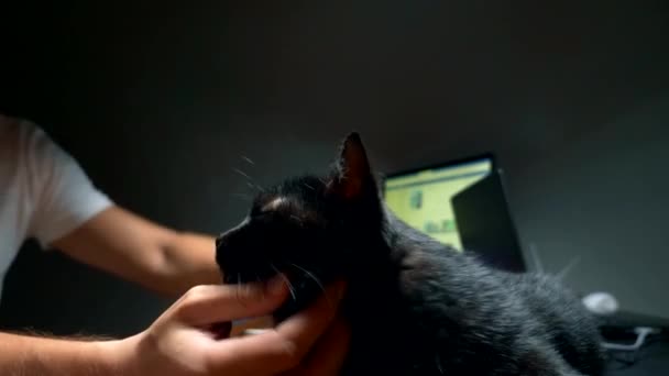 O gato preto está descansando na mesa de proprietários na sala de trabalho, o proprietário acaricia o gato enquanto trabalha na mesa no computador — Vídeo de Stock