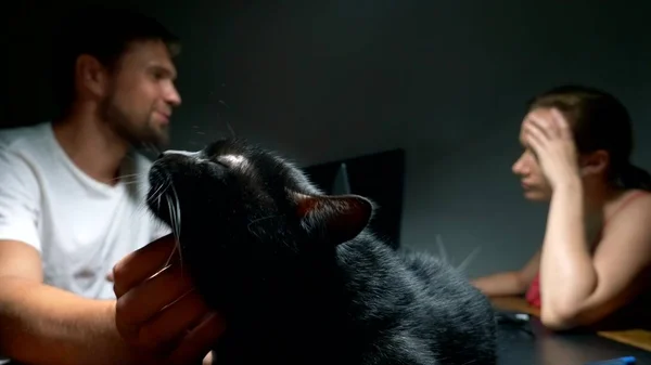 O gato preto está descansando na mesa de proprietários na sala de trabalho, o proprietário acaricia o gato enquanto trabalha na mesa no computador — Fotografia de Stock