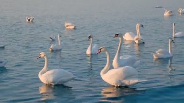 güzel beyaz kuğu bir sürüsü denizde yüzerler. sıcak topraklarda göç kuşlar