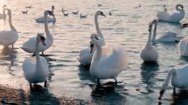 En flock vackra vita svanar simmar i havet. flytt fåglar i varma länder — Stockvideo