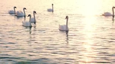 güzel beyaz kuğu bir sürüsü denizde yüzerler. sıcak topraklarda göç kuşlar